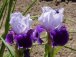 REIKI HEALING